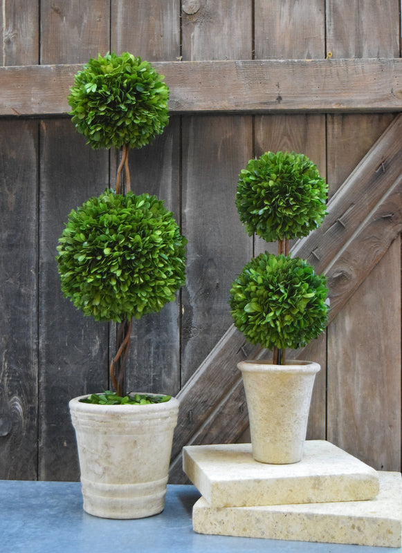 Preserved Boxwood Double Ball Topiary - 30"