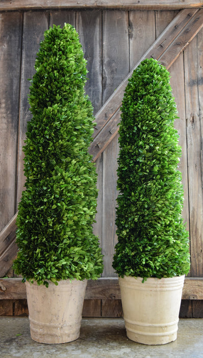 Preserved Boxwood Spiral Topiary - 43"