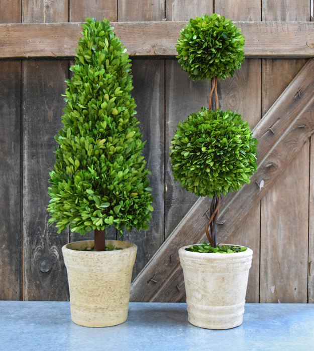 Preserved Boxwood Double Ball Topiary - 30"