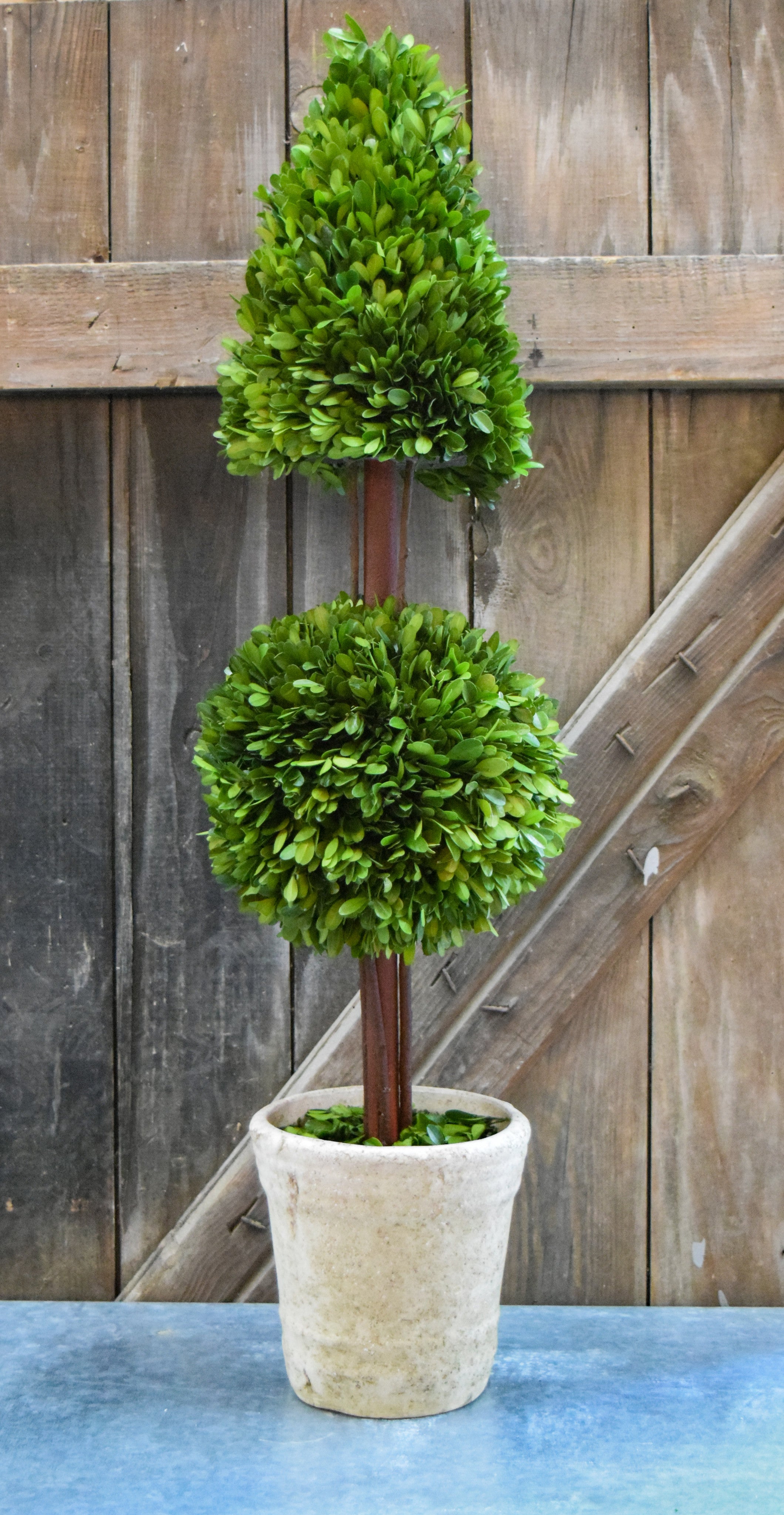 Preserved Boxwood Mixed Topiary - 36"