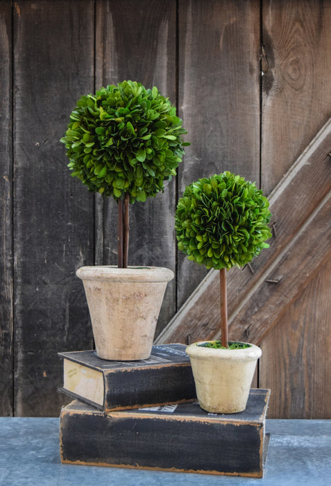 Preserved Boxwood Single Ball Topiary - 12"