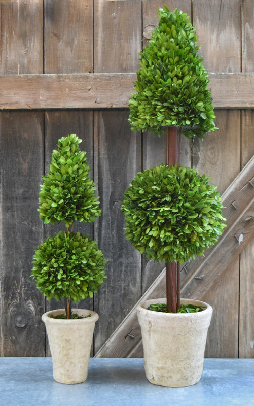 Preserved Boxwood Mixed Topiary - 24"