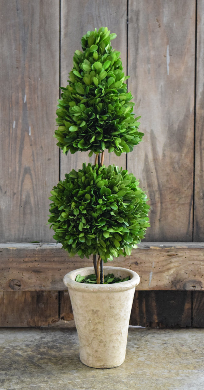 Preserved Boxwood Mixed Topiary - 24