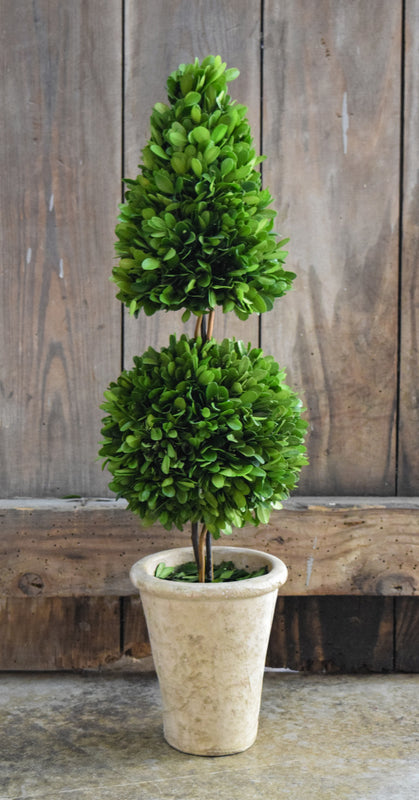 Preserved Boxwood Mixed Topiary - 24"