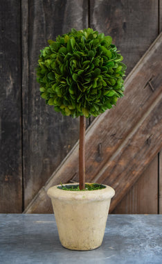 Preserved Boxwood Single Ball Topiary - 12"