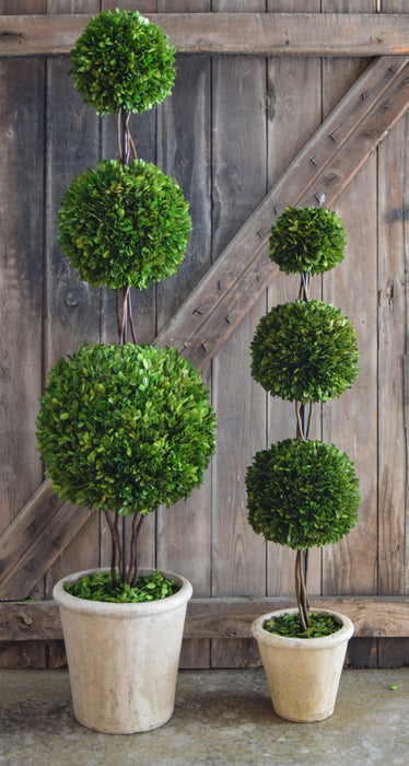 Preserved Boxwood Triple Ball Topiary - 59"