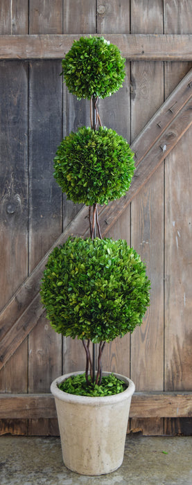 Preserved Boxwood Triple Ball Topiary - 59"
