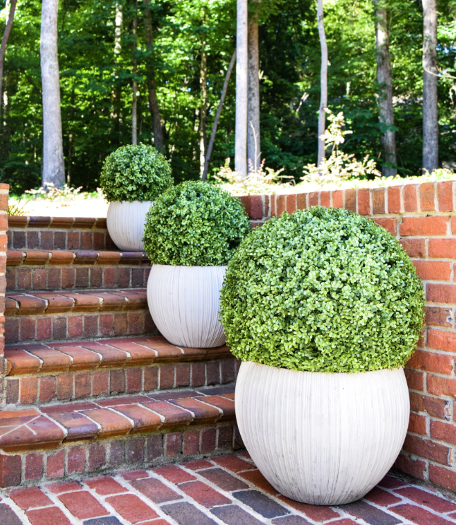 Faux Boxwood Ball - 11"  - Set of 2 - HOME DECORATIVE ACCENTS - 3