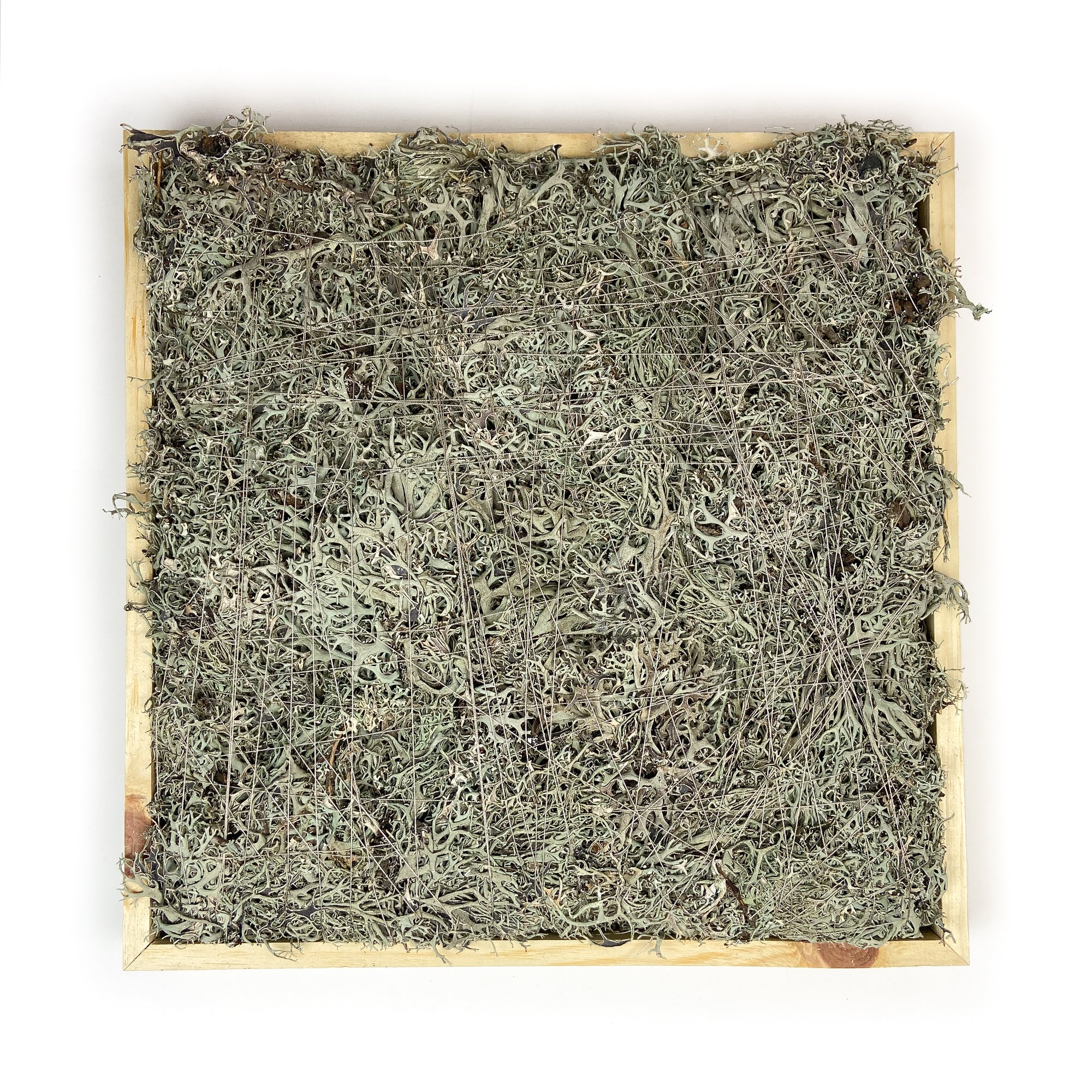 GREY-MOSS-SQUARE-16-INCHES-NATURAL