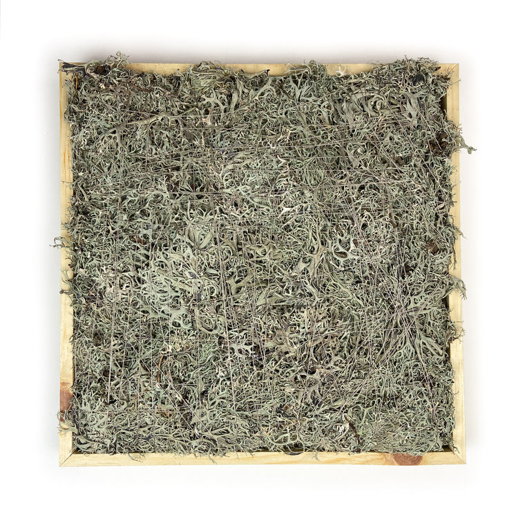 GREY MOSS SQUARE 16 X 16