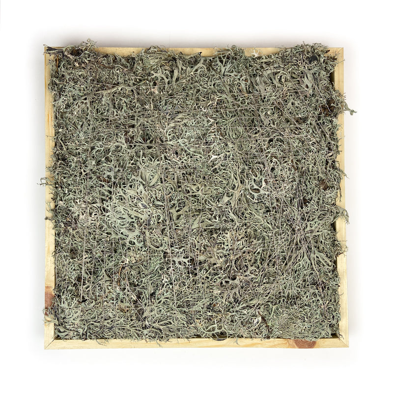 GREY-MOSS-SQUARE-16-INCHES-NATURAL