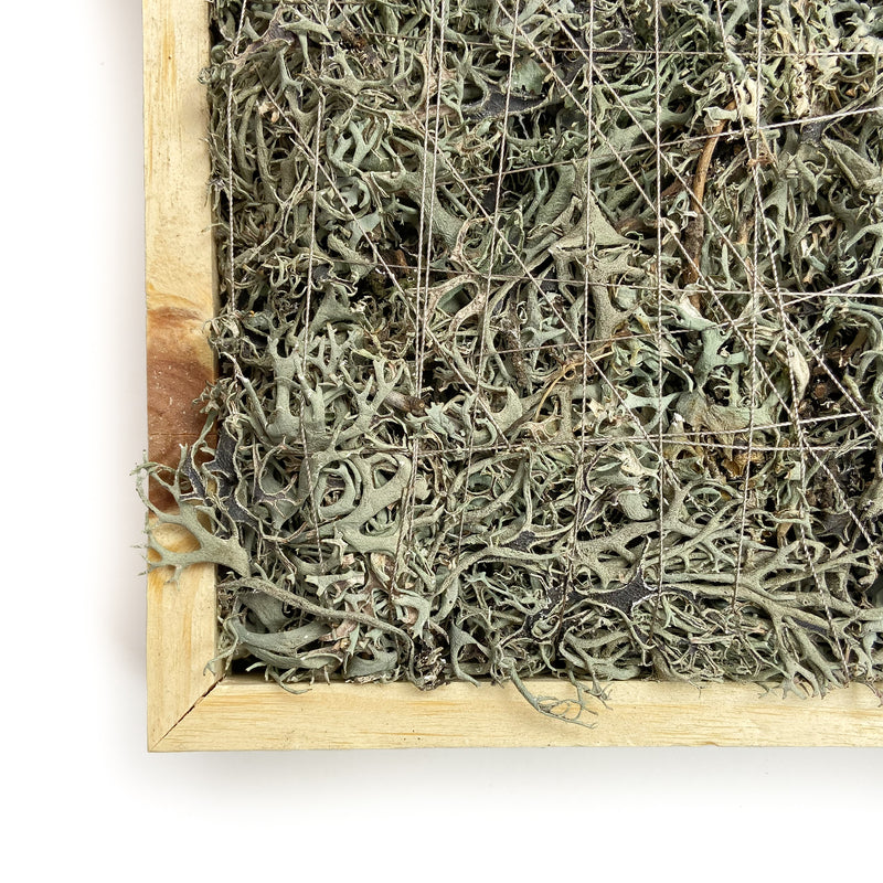 GREY-MOSS-SQUARE-16-INCHES-NATURAL-CLOSE
