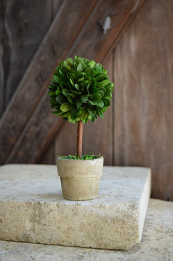 Mini Boxwood Topiary - 6" - Set of 2