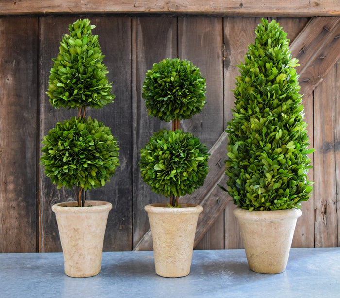Preserved Boxwood Mixed Topiary - 24"