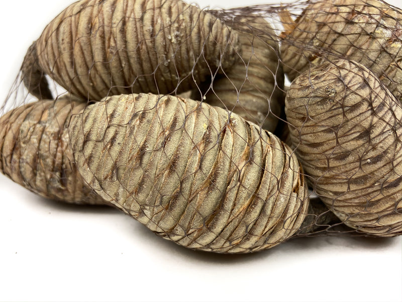 PINE-CONE-CEDAR-NATURAL-CLOSED-DETAILED