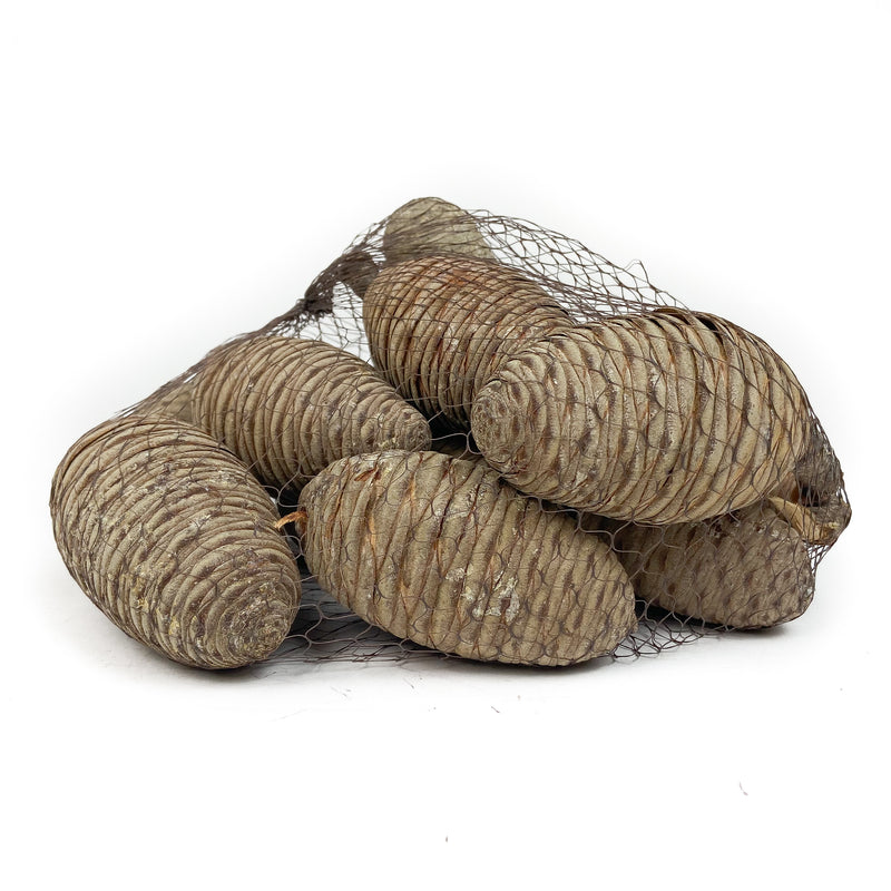 PINE-CONE-CEDAR-NATURAL-CLOSED