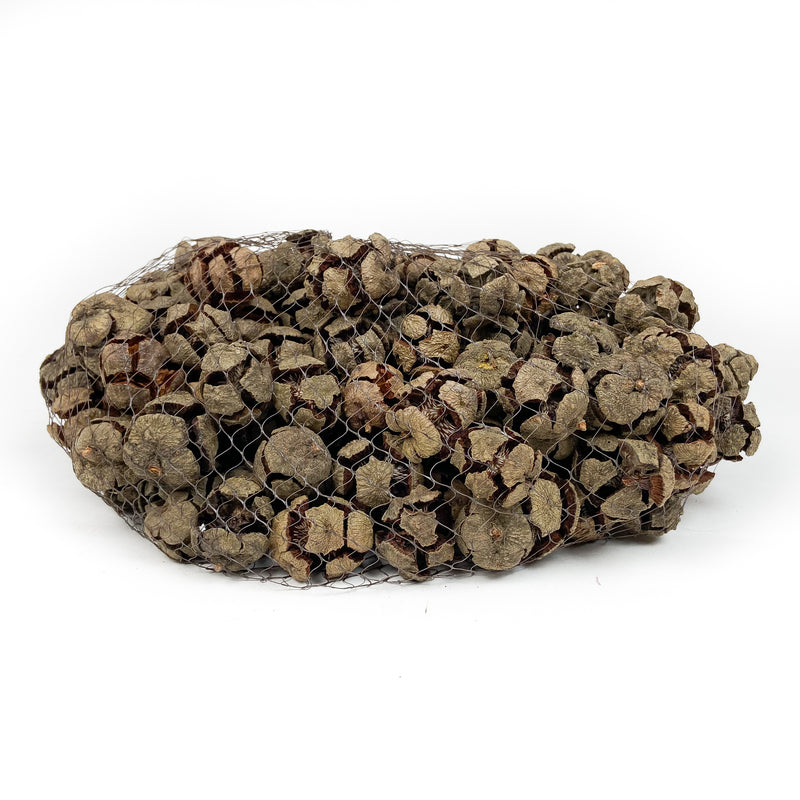 PINE-CONE-CYPRESS-NATURAL