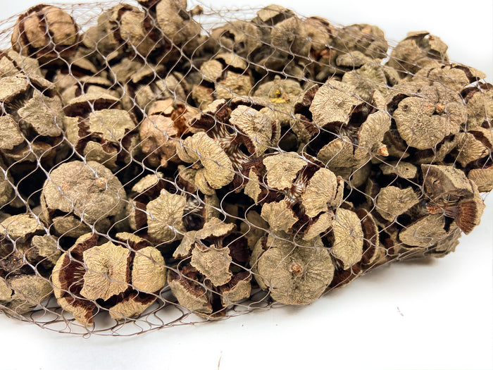 PINE-CONE-CYPRESS-NATURAL-CLOSE
