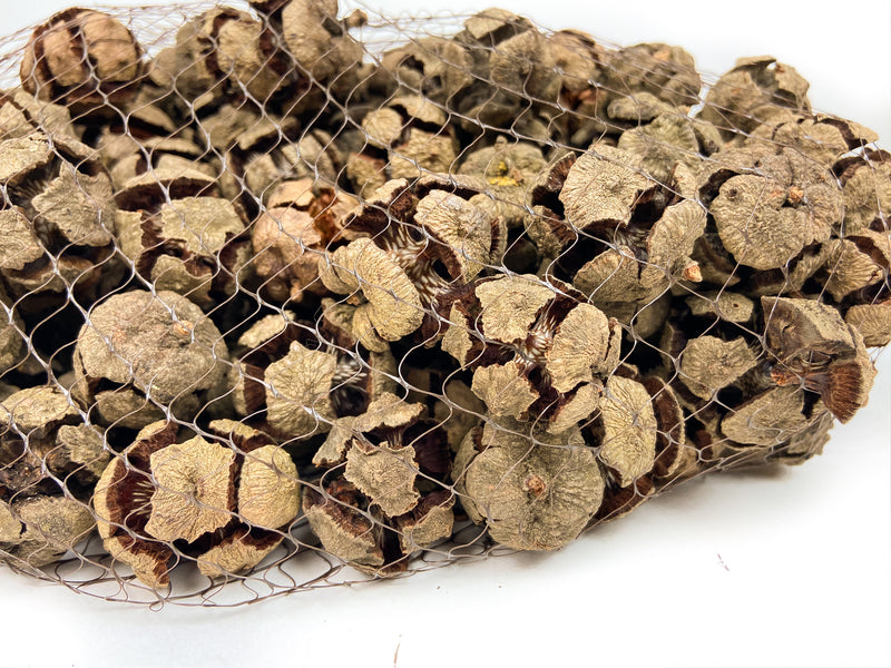 PINE-CONE-CYPRESS-NATURAL-CLOSE