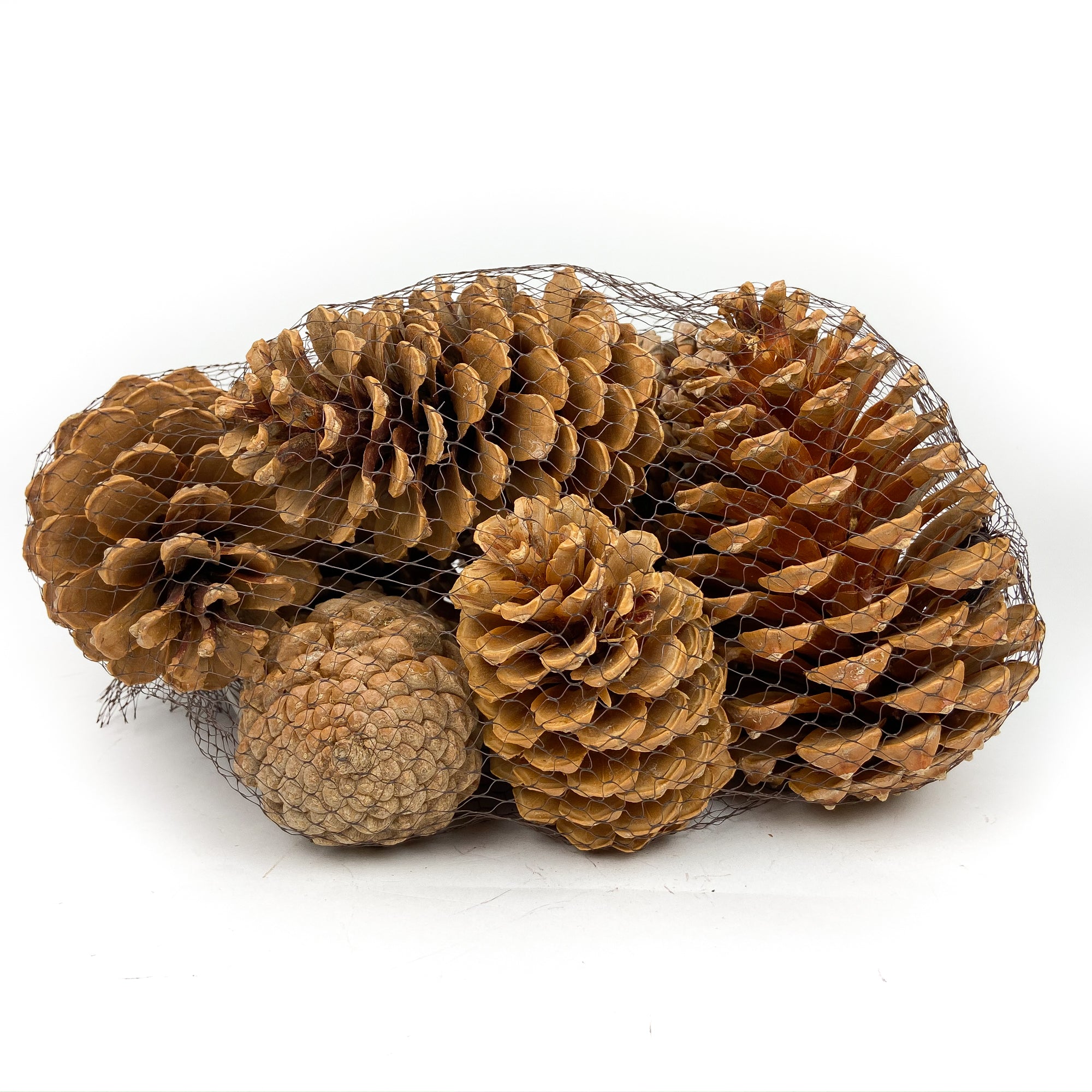 PINE-CONE-MARITIMA-BLEACH-MIXED