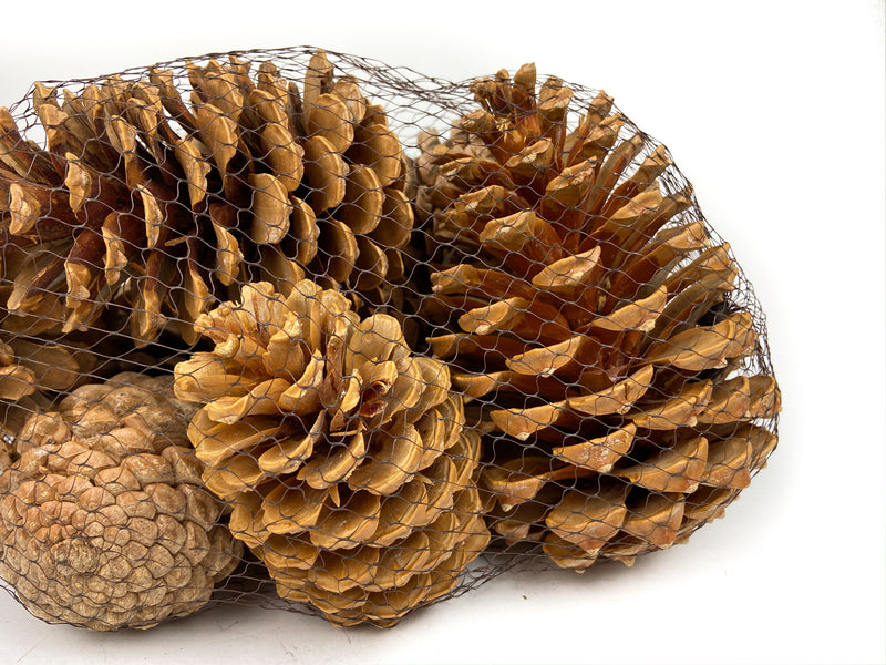 PINE-CONE-MARITIMA-BLEACH-MIXED-CLOSE