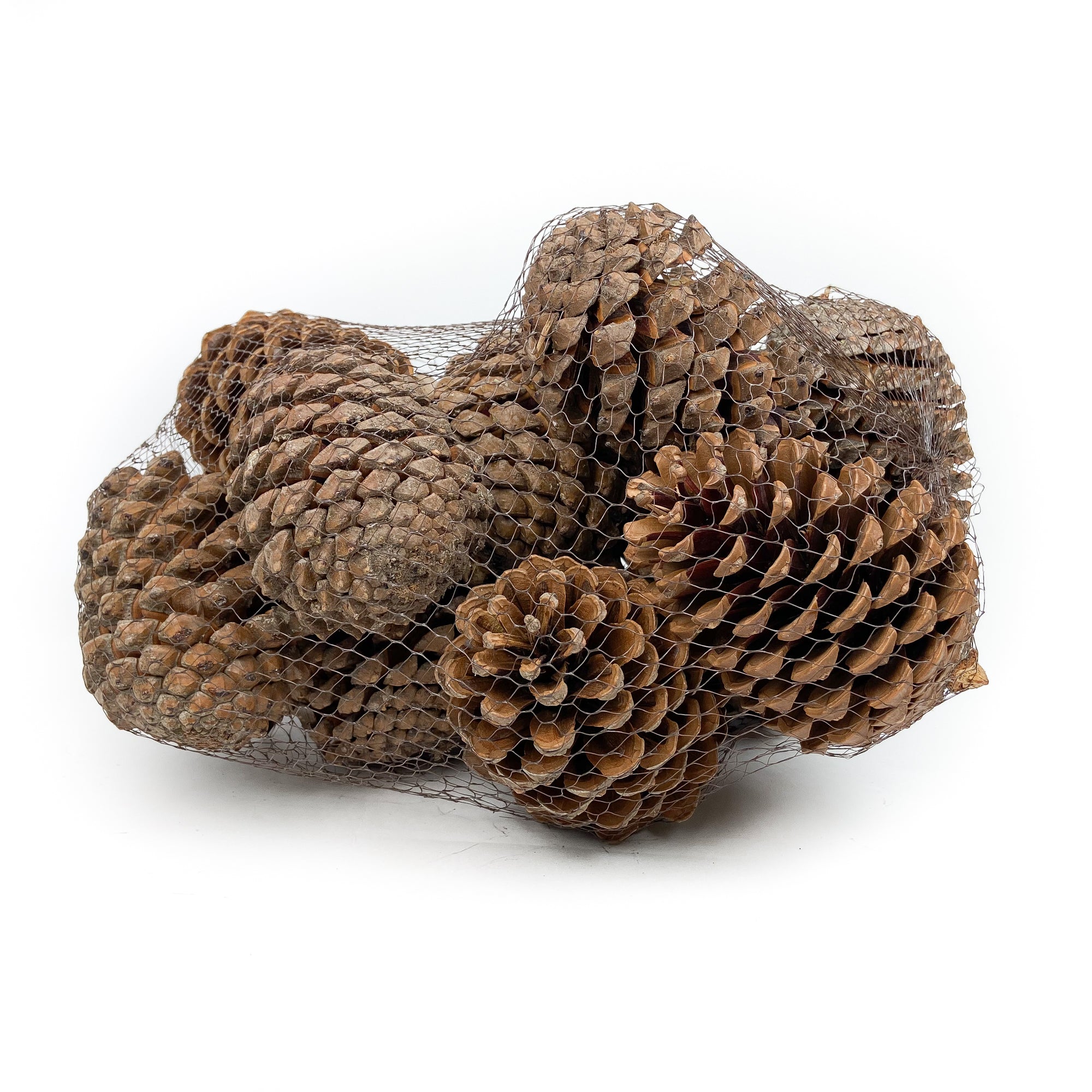 PINE-CONE-MARITIMA-NATURAL