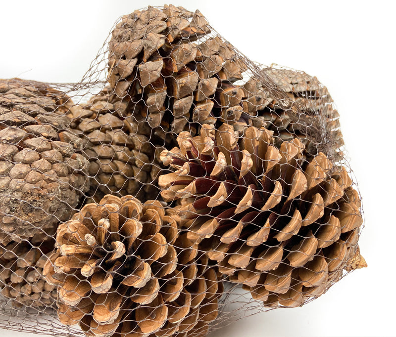 PINE-CONE-MARITIMA-NATURAL-CLOSE