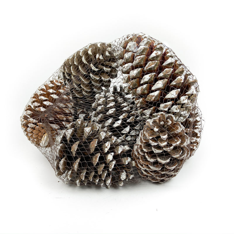 PINE CONE MARITIMA WHITE TIP - 12 PCS