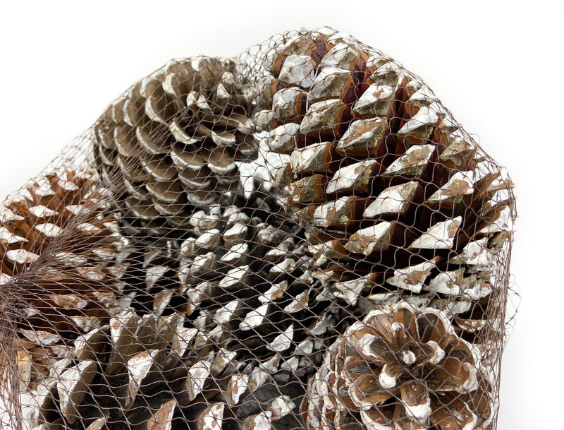 PINE CONE MARITIMA WHITE TIP - 12 PCS