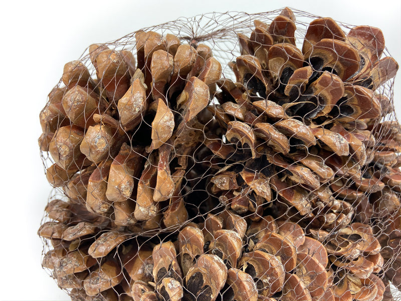 PINE-CONE-PINEA-NATURAL-CLOSE