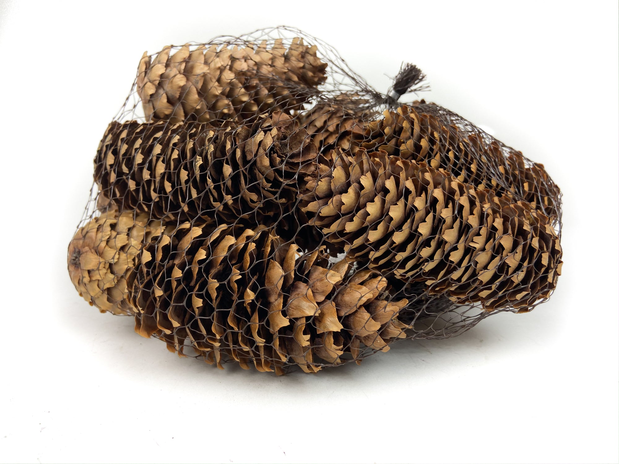 PINE-CONE-SPRUCE-NATURAL-12-PIECES