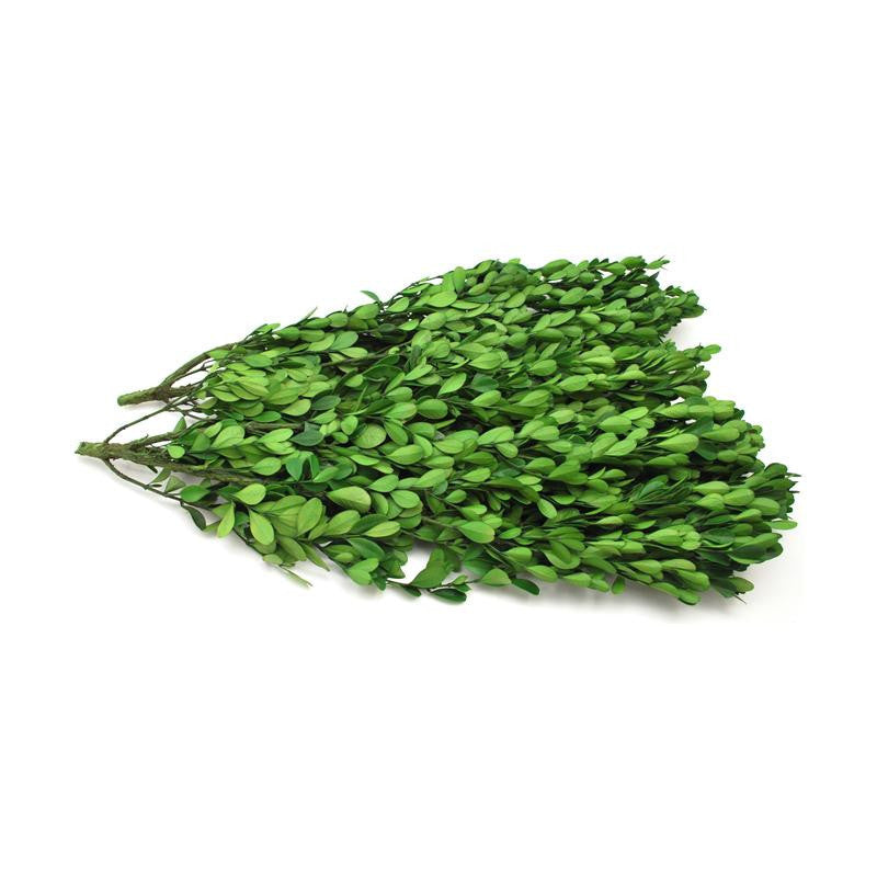 Preserved Boxwood Bulk Branches - 4.4 lbs - HOME DECORATIVE ACCENTS - 2
