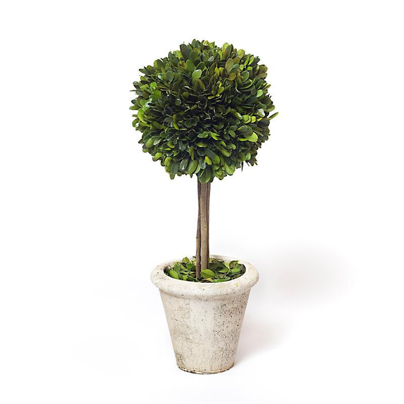 Preserved Boxwood Single Ball Topiary - 16" - HOME DECORATIVE ACCENTS - 2