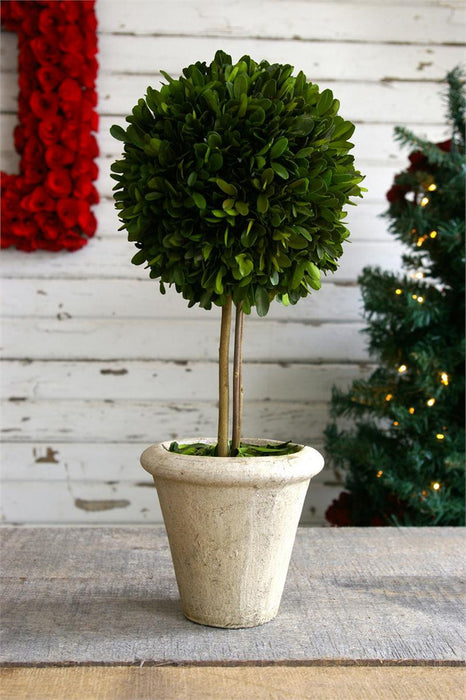 Preserved Boxwood Single Ball Topiary - 16" - HOME DECORATIVE ACCENTS - 1