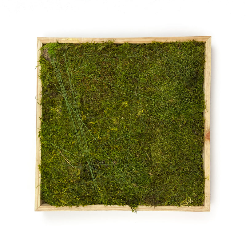 SHEET-MOSS-SQUARE-PRESERVED-GREEN-16-INCHES