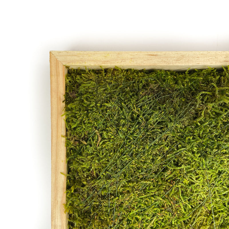 SHEET-MOSS-SQUARE-PRESERVED-GREEN-16-INCHES-CLOSE