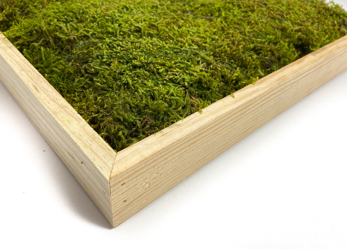 SHEET-MOSS-SQUARE-PRESERVED-GREEN-16-INCHES-CLOSE-UP