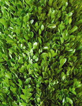Preserved Boxwood Bulk Branches - 4.4 lbs - HOME DECORATIVE ACCENTS - 1
